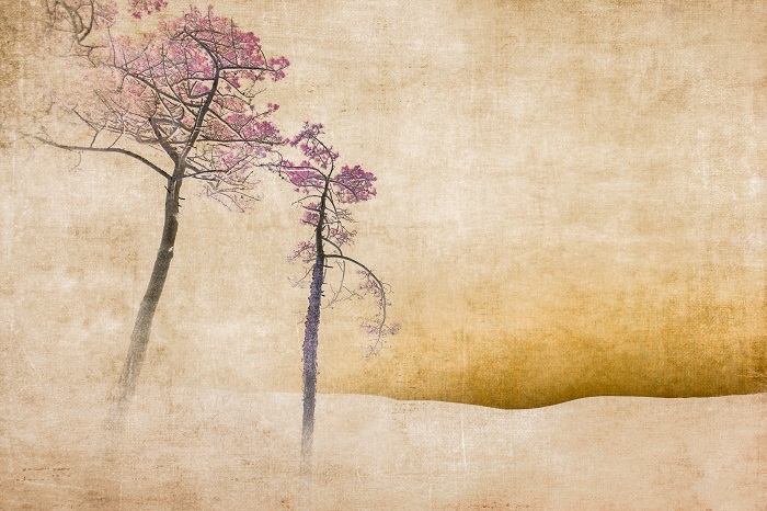 Julie Arnoux Photographies (22)